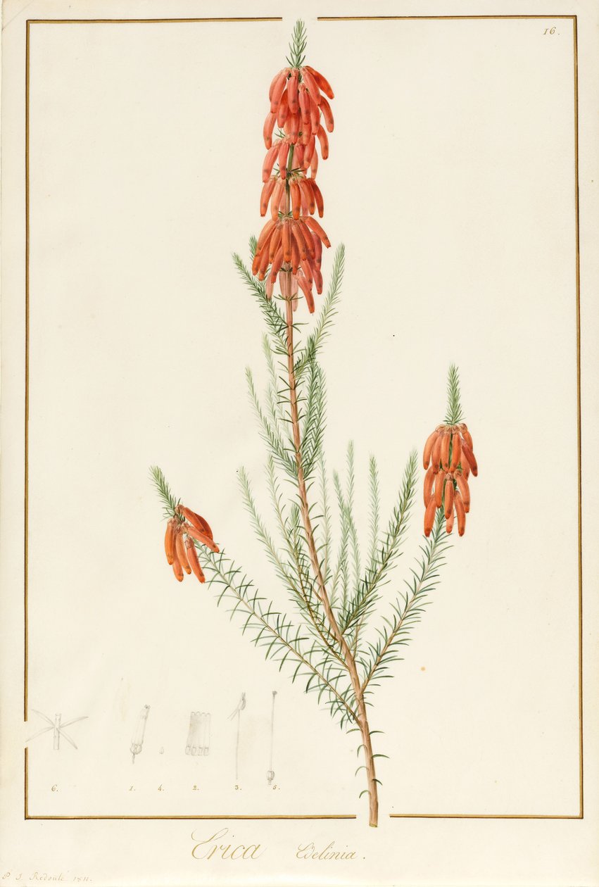 Erica Edilinei, 1811 (wc og kropsfarve over spor af grafit på vellum) af Pierre Joseph Redouté