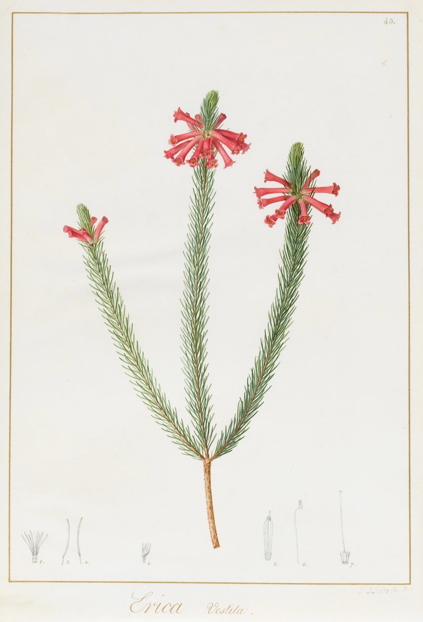 Erica Vestita, 1812 (wc og kropsfarve over grafit på vellum) af Pierre Joseph Redouté