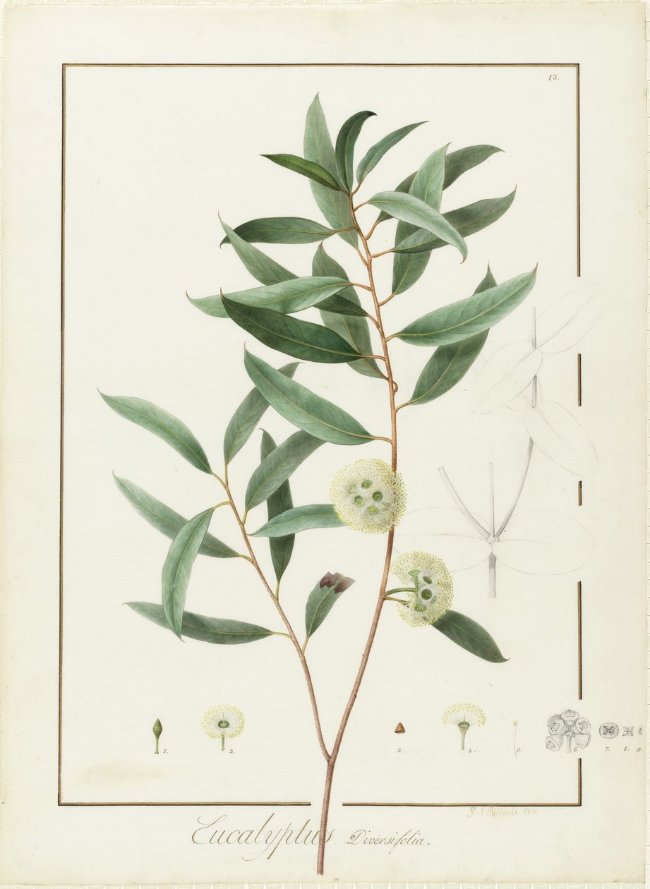 Eucalyptus Diversifolia, 1811 (wc og bodycolour over spor af grafit på pergament) af Pierre Joseph Redouté