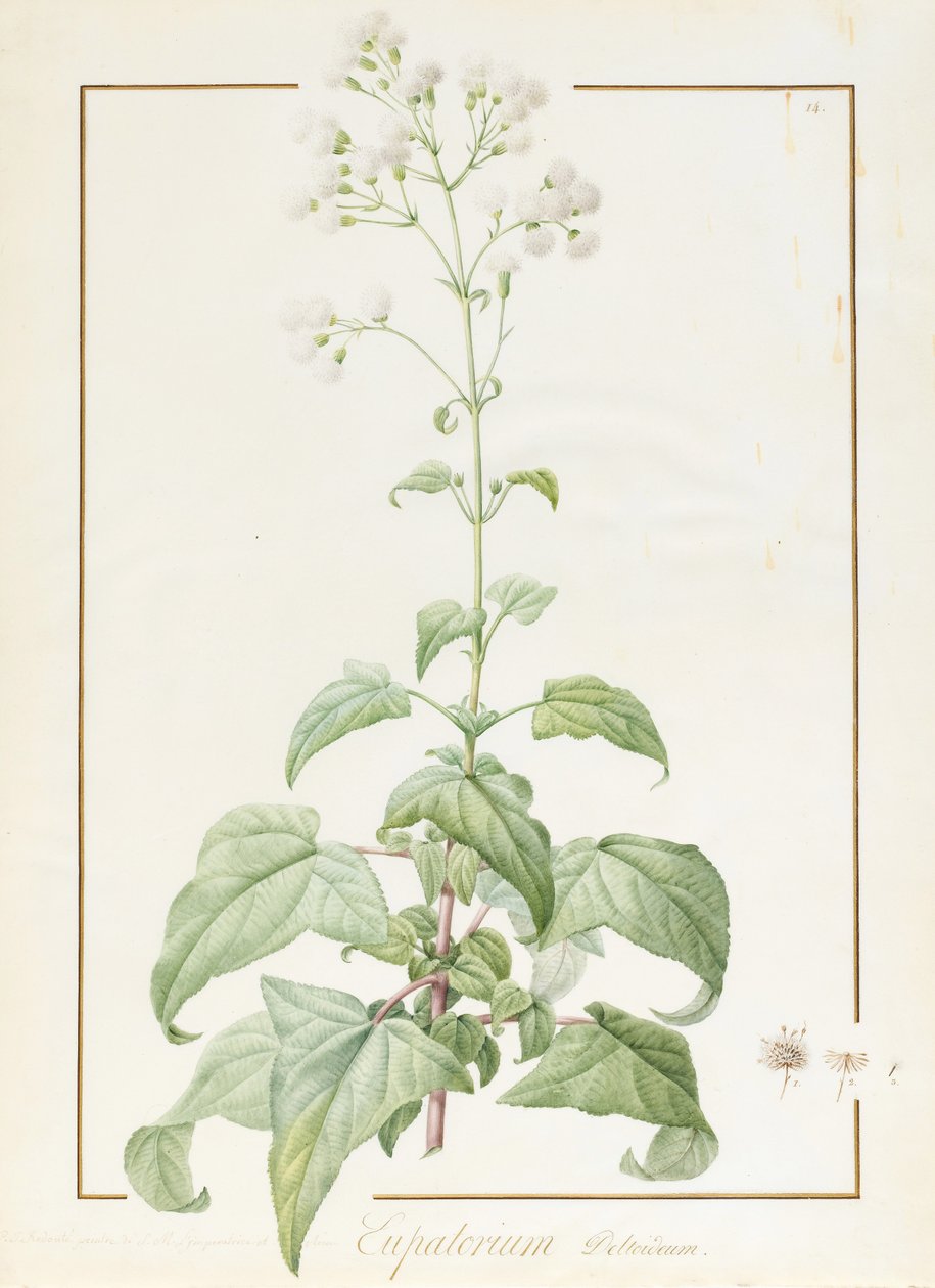 Eupatorium Deltoideum (wc og bodycolour over spor af grafit på pergament) af Pierre Joseph Redouté