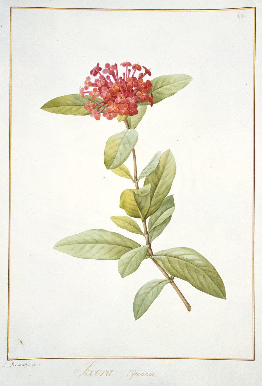 Ixora speciosa, 1812 (wc og kropsfarve over grafit på vellum) af Pierre Joseph Redouté