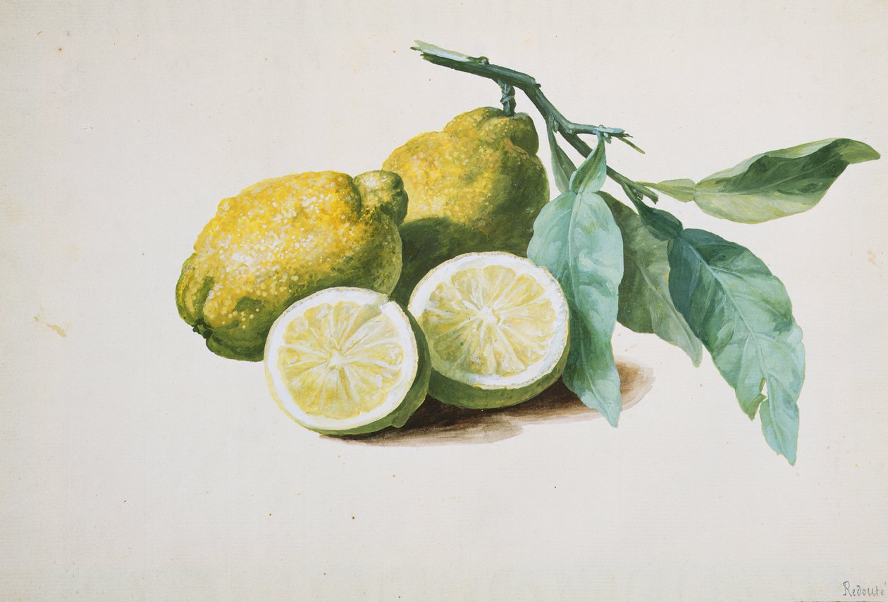 Citroner, 1840 af Pierre Joseph Redouté