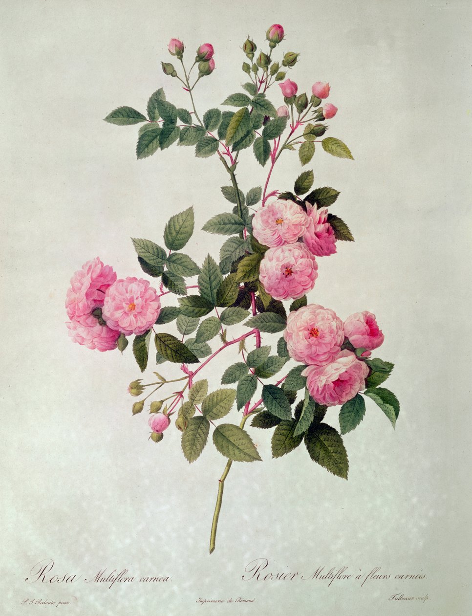 Thory Roses, Rosa Multiflora Carnea (litografi) af Pierre Joseph Redouté