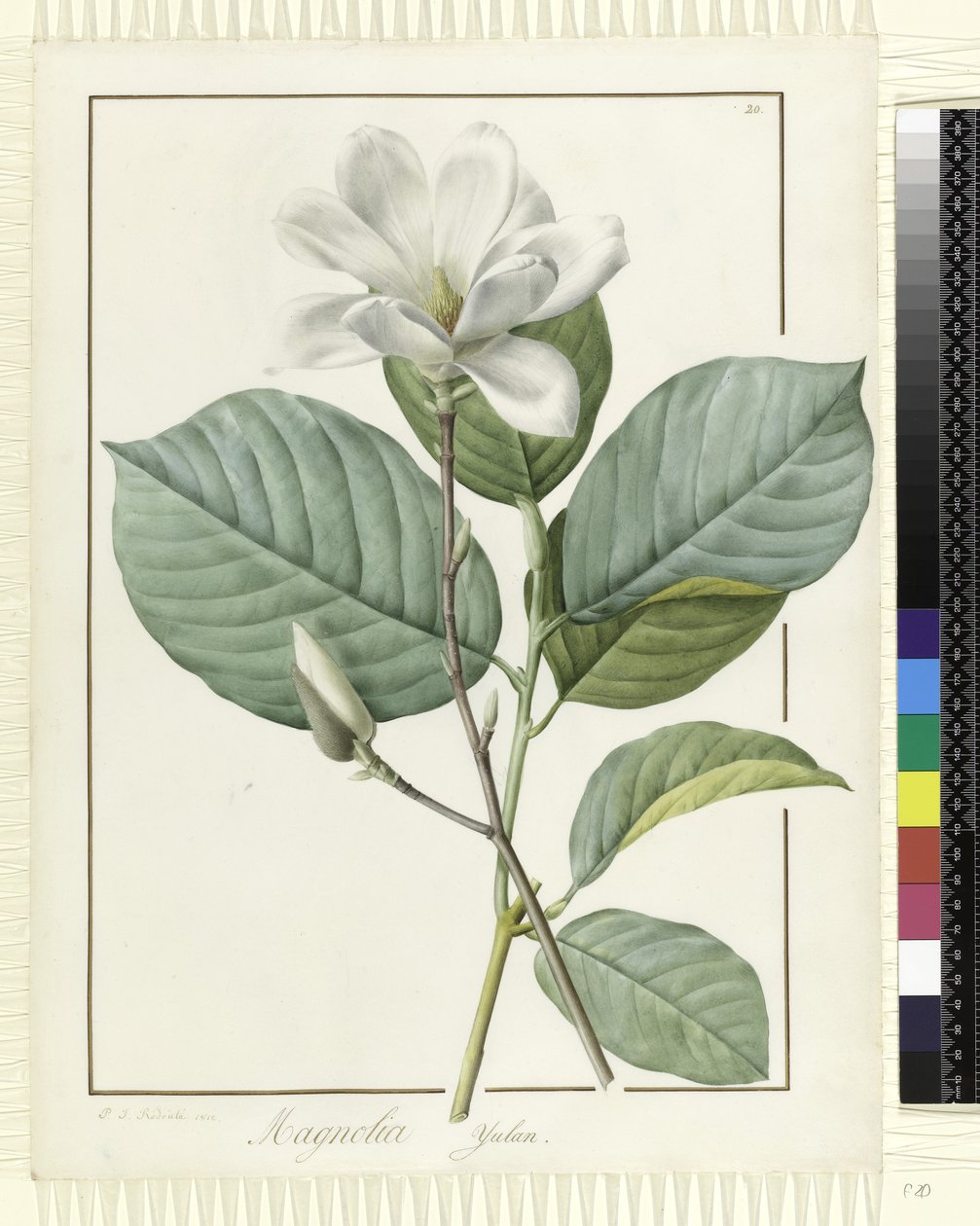 Magnolia yulan Magnolia denudata, 1812 af Pierre Joseph Redouté