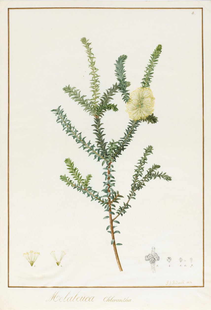 Melaleuca Chlorantha, 1812 (wc og kropsfarve over spor af grafit på vellum) af Pierre Joseph Redouté