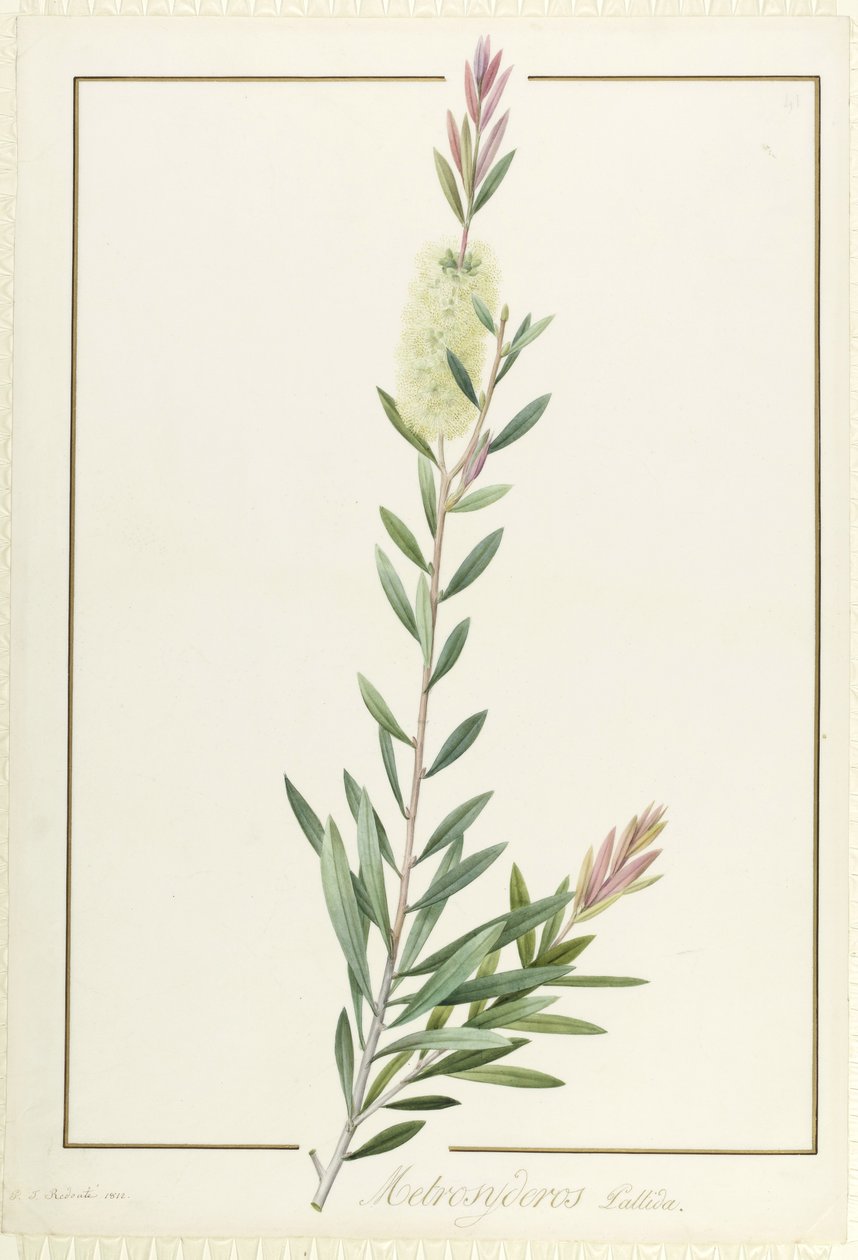 Metrosyderos Pallida, 1812 (wc og kropsfarve over grafit på vellum) af Pierre Joseph Redouté