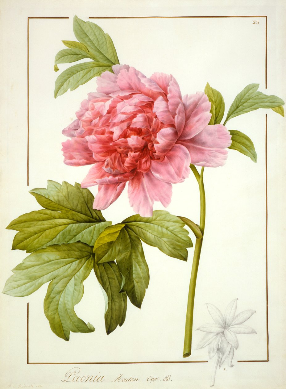 Paeonia Suffruticosa, 1812 (wc med arabisk gummi over spor af grafit på pergament) af Pierre Joseph Redouté