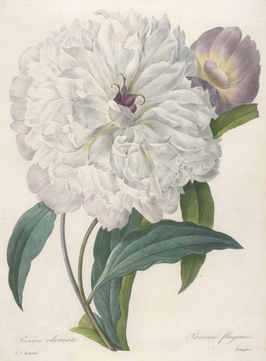 Paeonia flagans (Pæon), 1827 af Pierre Joseph Redouté