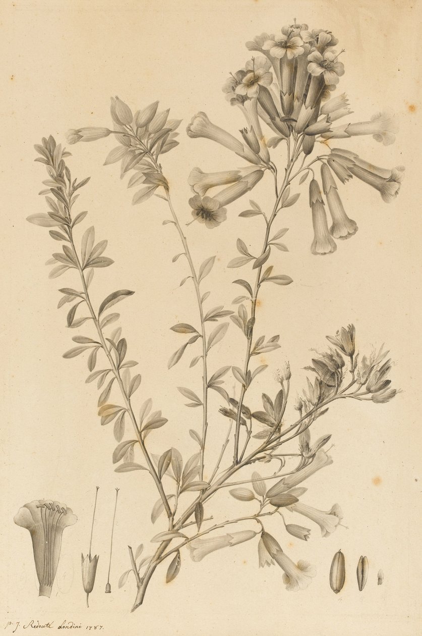 Periphragmos Species, 1787 (sort blæk og grå vask på papir, sat fast på beslaget) af Pierre Joseph Redouté