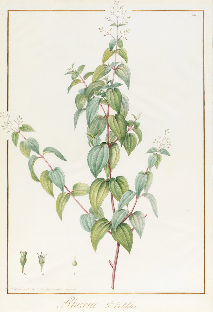 Rhexia Pendulifolia (wc og kropsfarve over spor af grafit på vellum) af Pierre Joseph Redouté