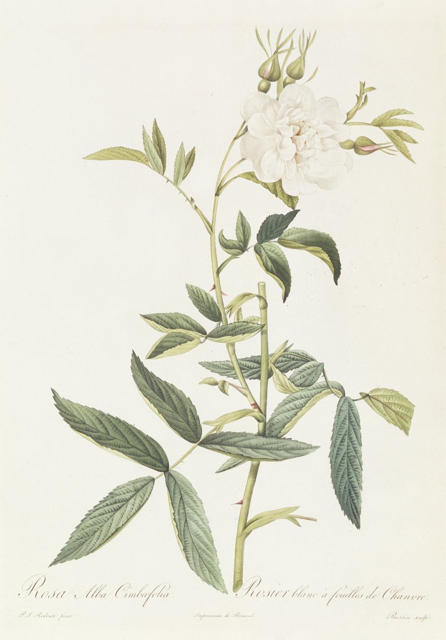 Rosa Alba Cimbaefolia af Pierre Joseph Redouté