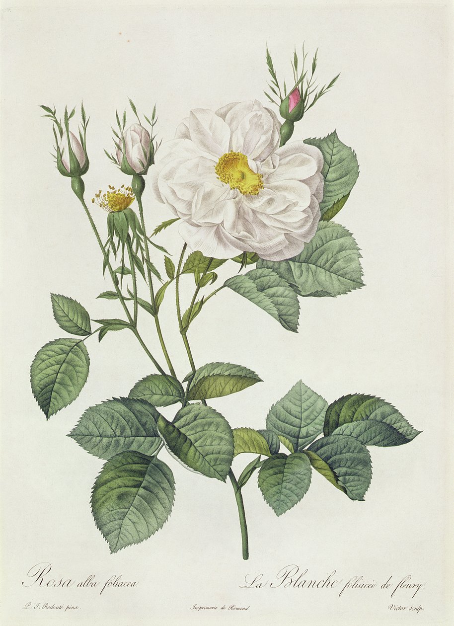 Rosa Alba Foliacea af Pierre Joseph Redouté