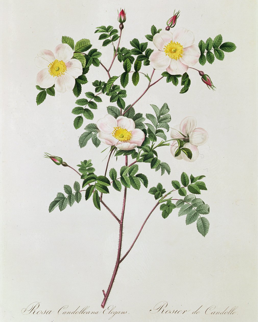 Rosa Candolleana Elegans af Pierre Joseph Redouté