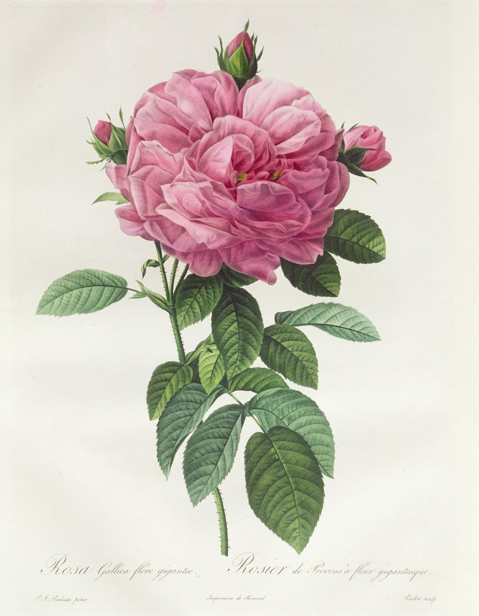 Rose af den franske blomst af Pierre Joseph Redouté
