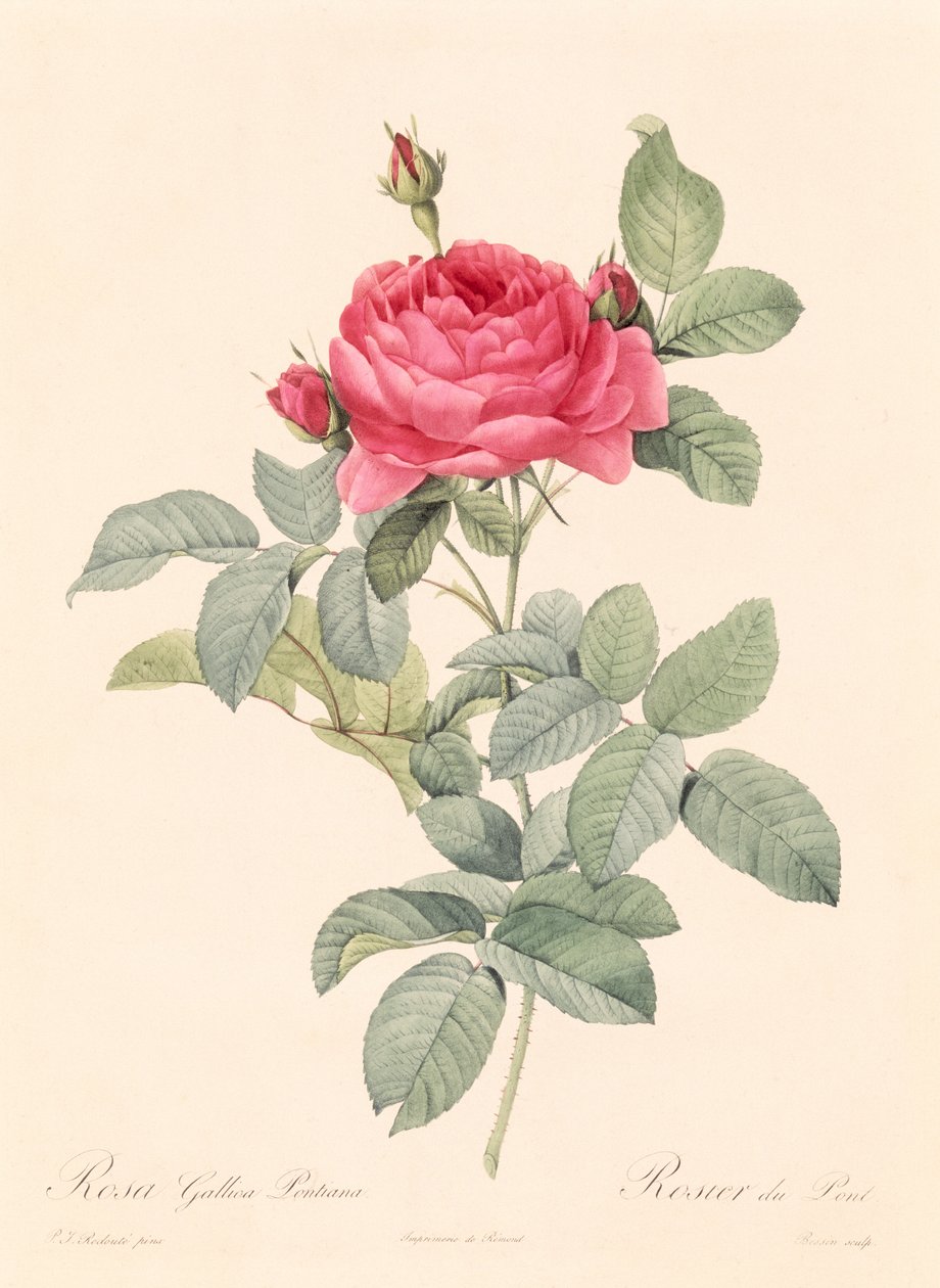 Rosa Gallica Pontiana af Pierre Joseph Redouté