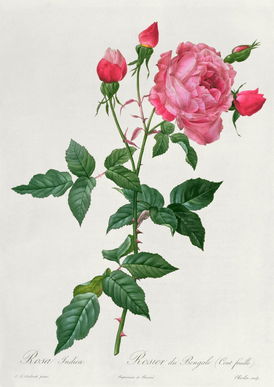 Indica Pink af Pierre Joseph Redouté