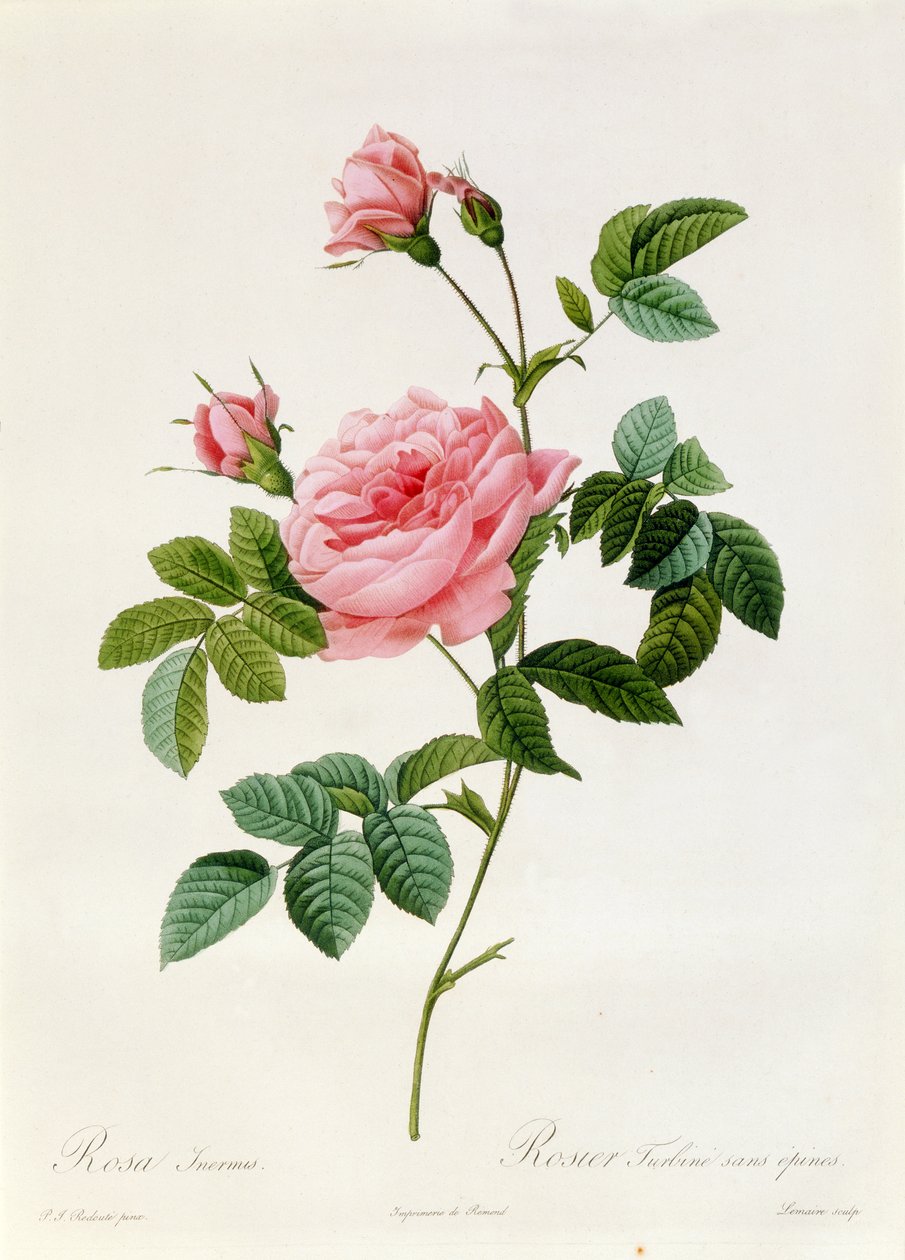 Rosa Inermis af Pierre Joseph Redouté