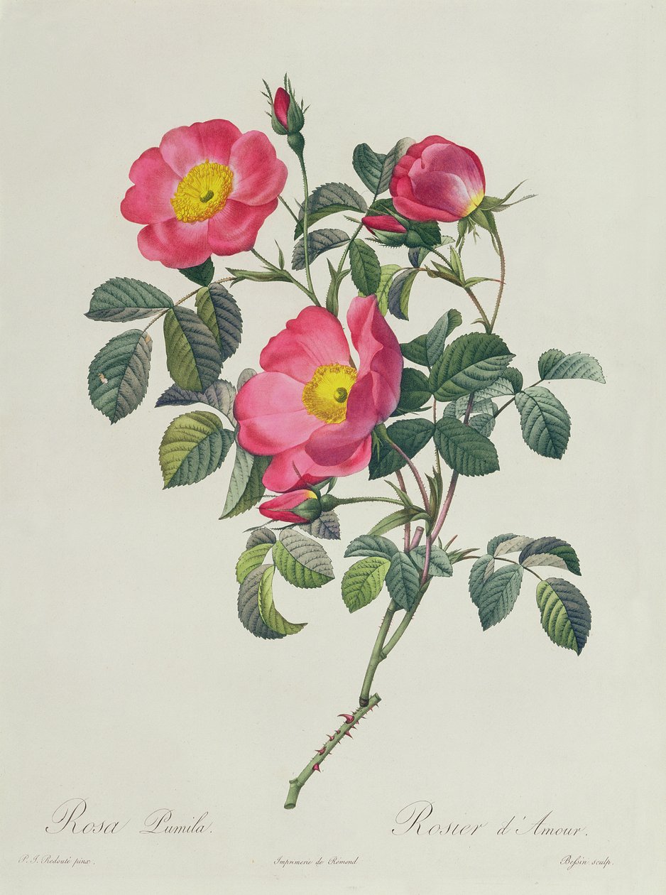 Pink lumila af Pierre Joseph Redouté