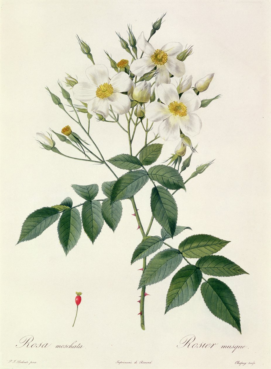 Rosa moschata eller moskusrose af Pierre Joseph Redouté