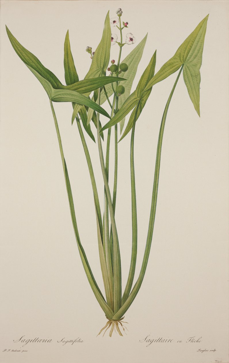 Sagittaria, graveret af Langlois (håndfarvet gravering) af Pierre Joseph Redouté