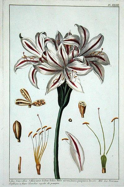 Lilio Narciffus Affricanus fra "Collection precieuse et enluminee af Pierre Joseph Buchoz
