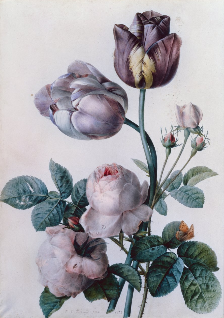 En kålrose, to tulipaner, en lille skildpadde sommerfugl, gul eng (akvarel) af Pierre Joseph Redouté