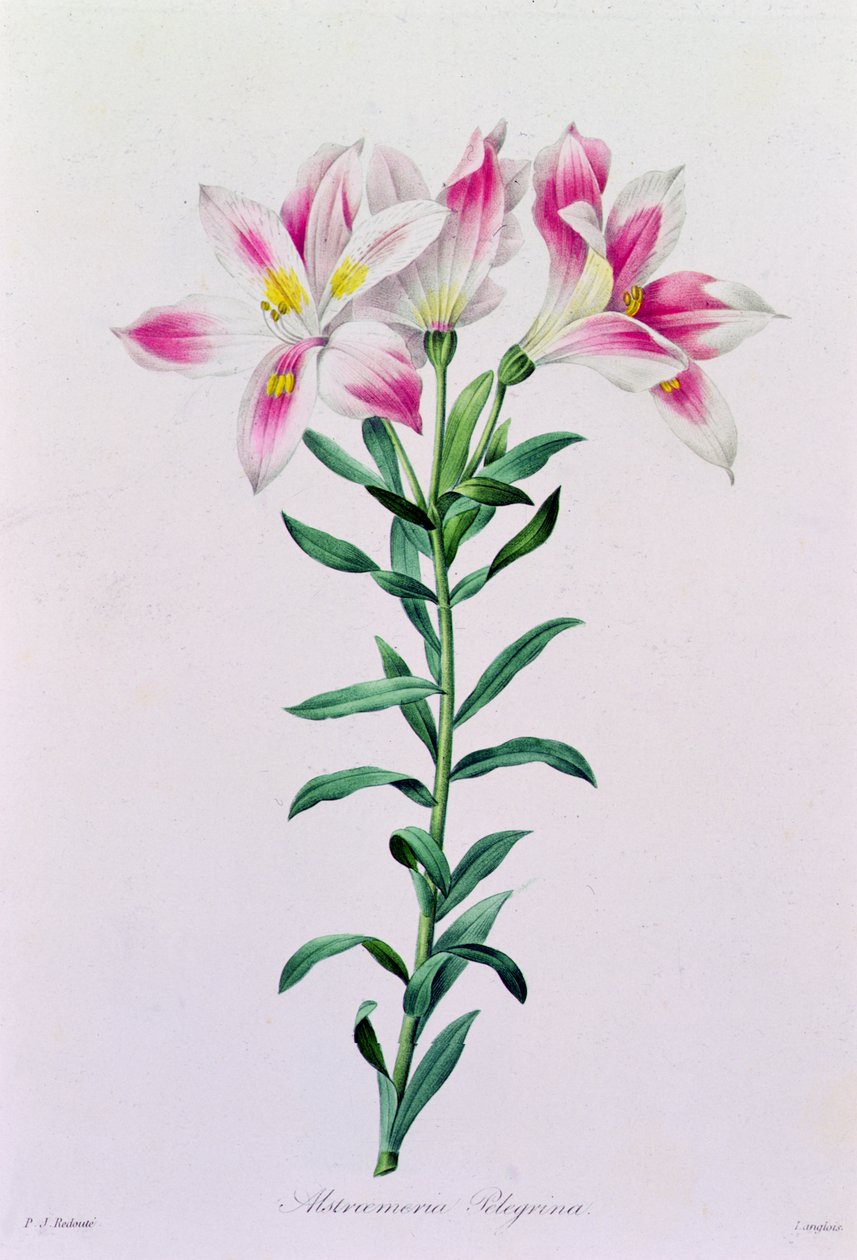Alstroemeria Peregrina (farvet gravering) af Pierre Joseph Redouté