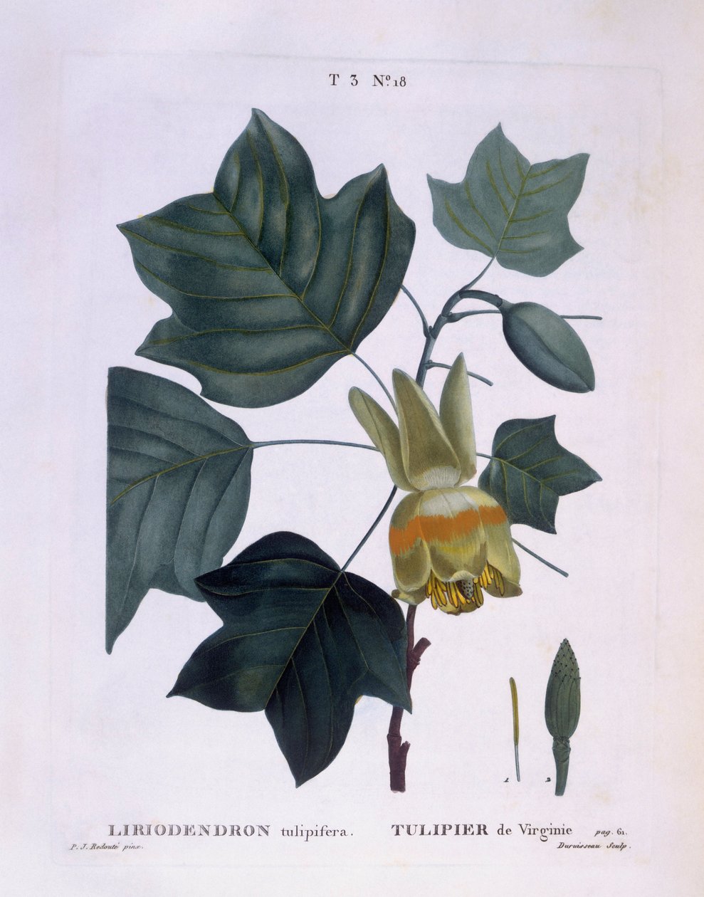 Amerikansk tulipantræ (Liriodendron tulipifera), Henry Louis Duhamel du Monceau, botanisk plade af Pierre Joseph Redouté af Pierre Joseph Redouté