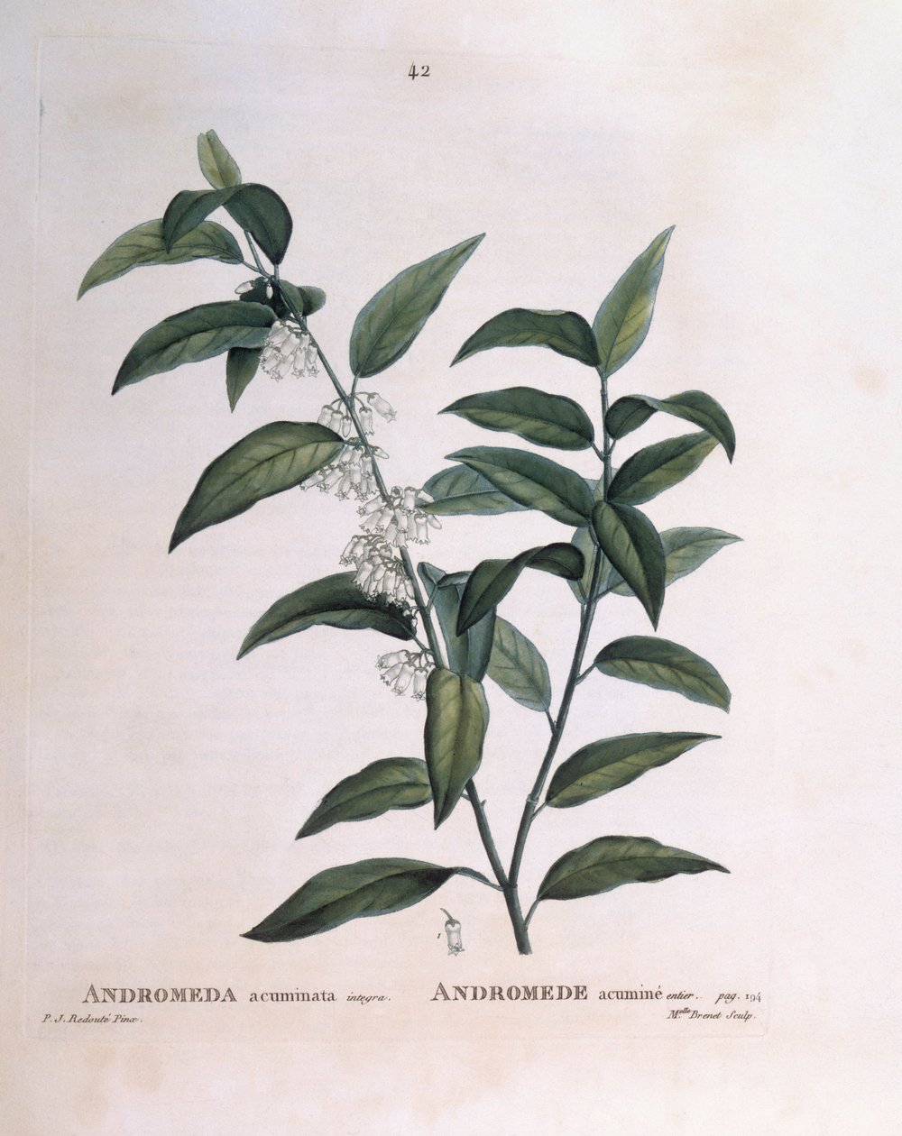 Andromeda acuminata Henry Louis Duhamel du Monceau, botanisk plade af Pierre Joseph Redouté af Pierre Joseph Redouté