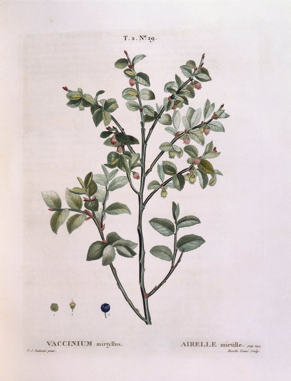 Blåbær (Vaccinium myrtillus), Henry Louis Duhamel du Monceau, botanisk tallerken af ​​Pierre Joseph Redouté af Pierre Joseph Redouté