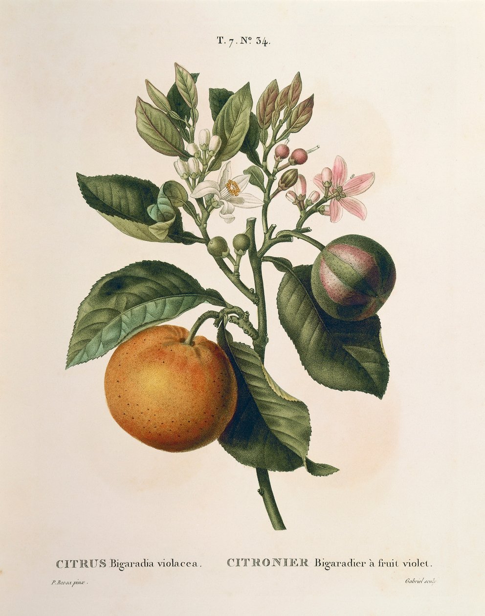Bitter appelsin (Citrus aurantium) med violet frugt af Pierre Joseph Redoute (1759-1840) af Pierre Joseph Redouté
