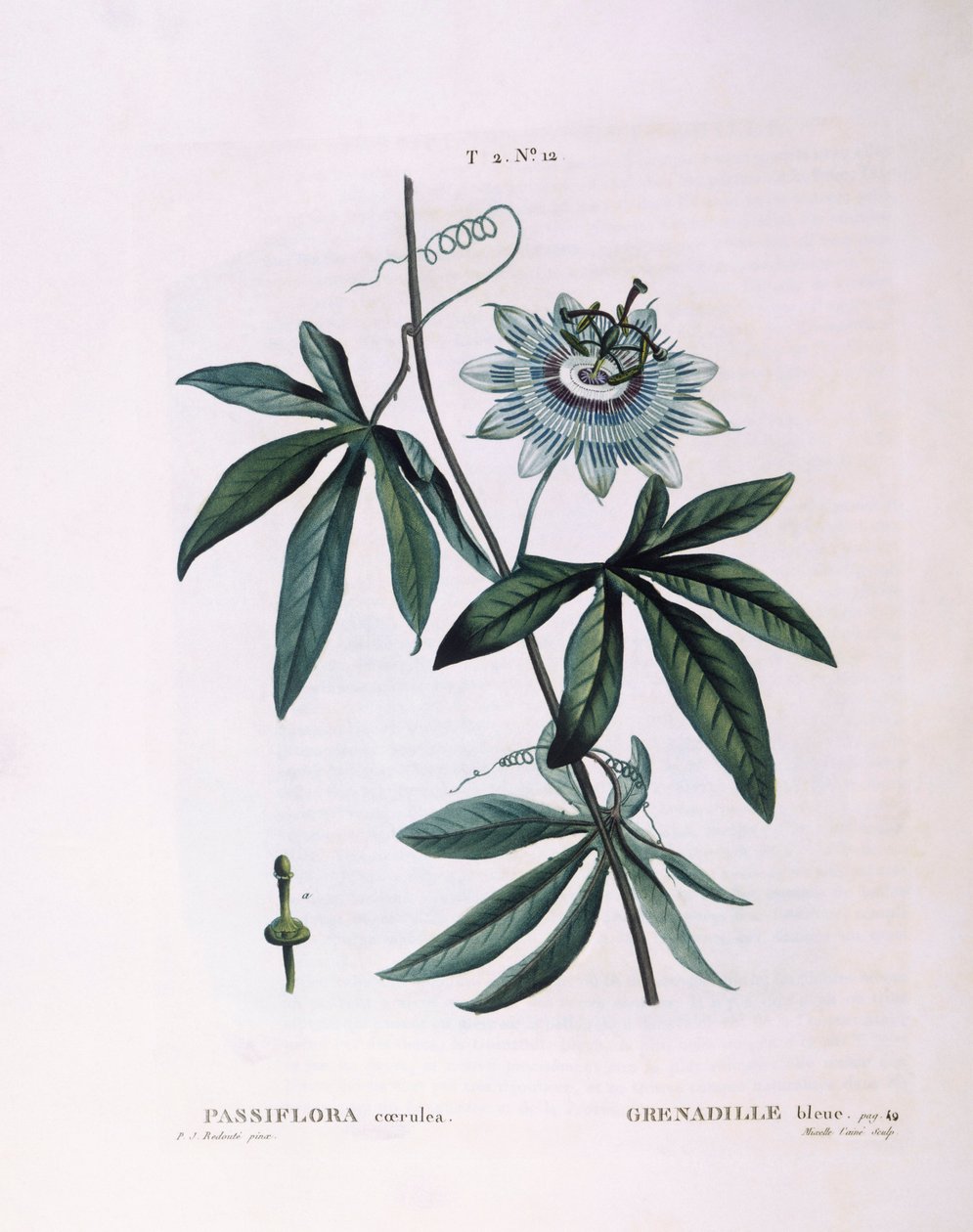 Blå passionsblomst (Passiflora caerulea), Henry Louis Duhamel du Monceau, botanisk tallerken af ​​Pierre Joseph Redouté af Pierre Joseph Redouté