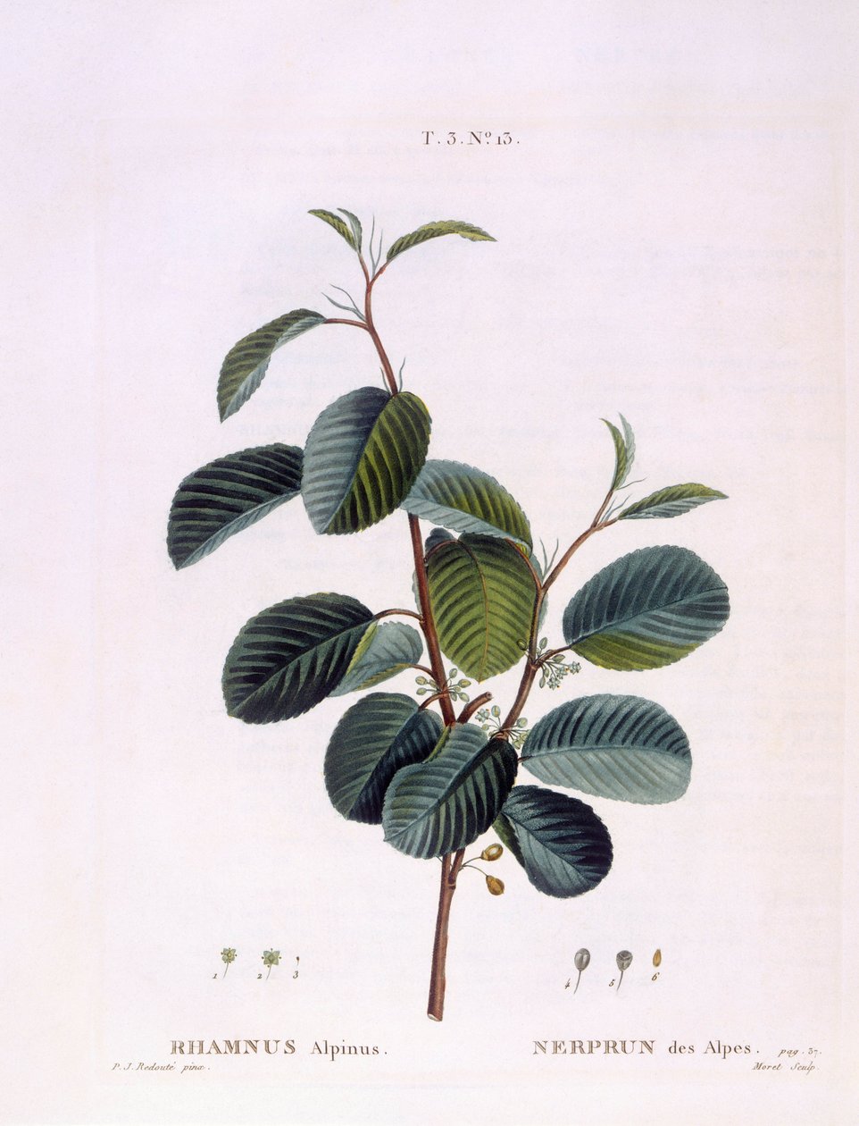 Havtorn (Rhamnus alpinus), Henry Louis Duhamel du Monceau, botanisk plade af Peter Joseph Redouté af Pierre Joseph Redouté