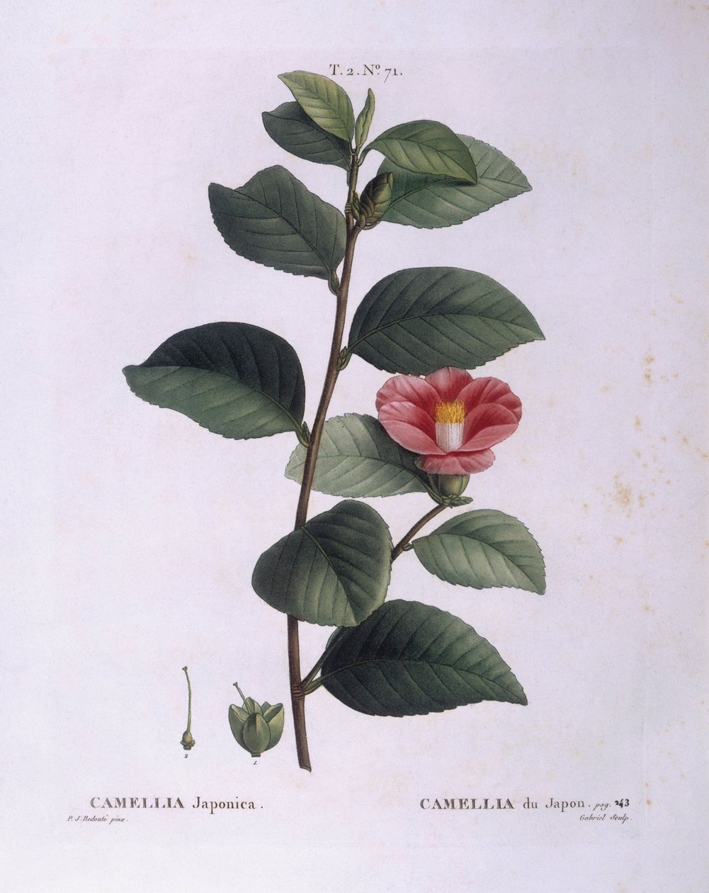 Camellia (Camellia japonica), Henry Louis Duhamel du Monceau, botanisk plade af Pierre Joseph Redouté af Pierre Joseph Redouté