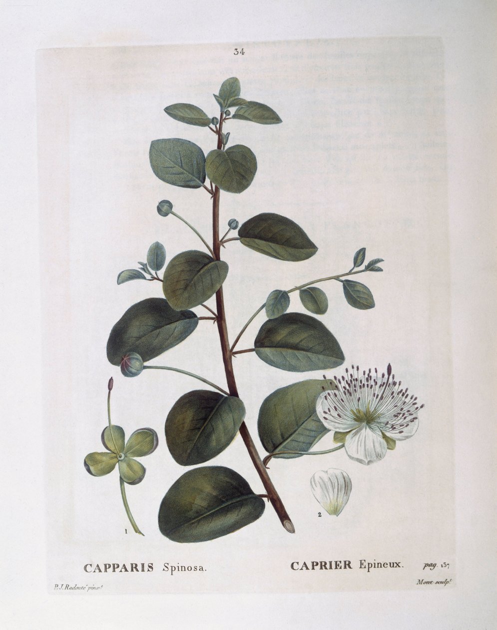 Kapers (Capparis spinosa), Henry Louis Duhamel du Monceau, botanisk plade af Pierre Joseph Redouté af Pierre Joseph Redouté