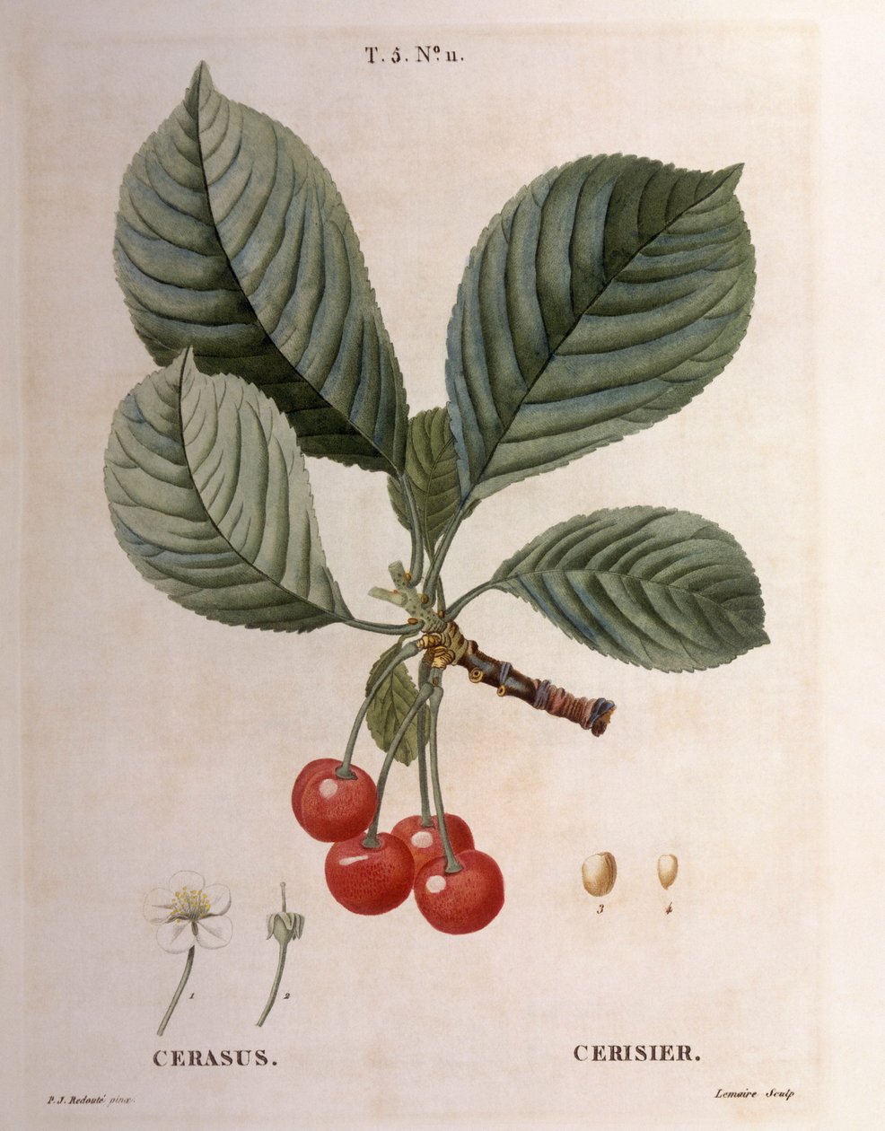 Cherry (Cerasus), Henry Louis Duhamel du Monceau, botanisk plade af Pierre Joseph Redouté af Pierre Joseph Redouté
