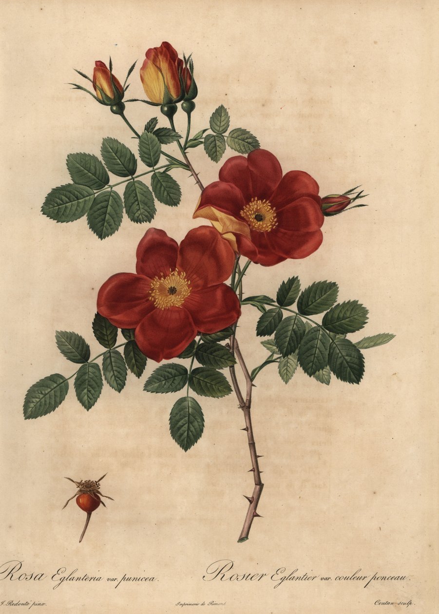 Kobberrose, Rosa eglanteria af Pierre Joseph Redouté