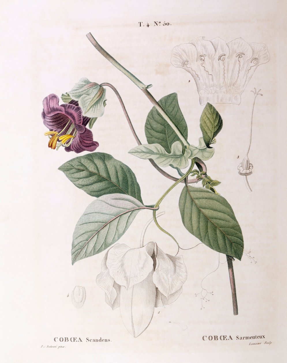 Cup and Saucer Vine (Cobaea scandens), Henry Louis Duhamel du Monceau, botanisk tallerken af ​​Pierre Joseph Redouté af Pierre Joseph Redouté