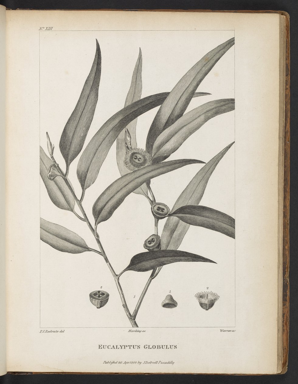 Eucalyptus Globulus fra 