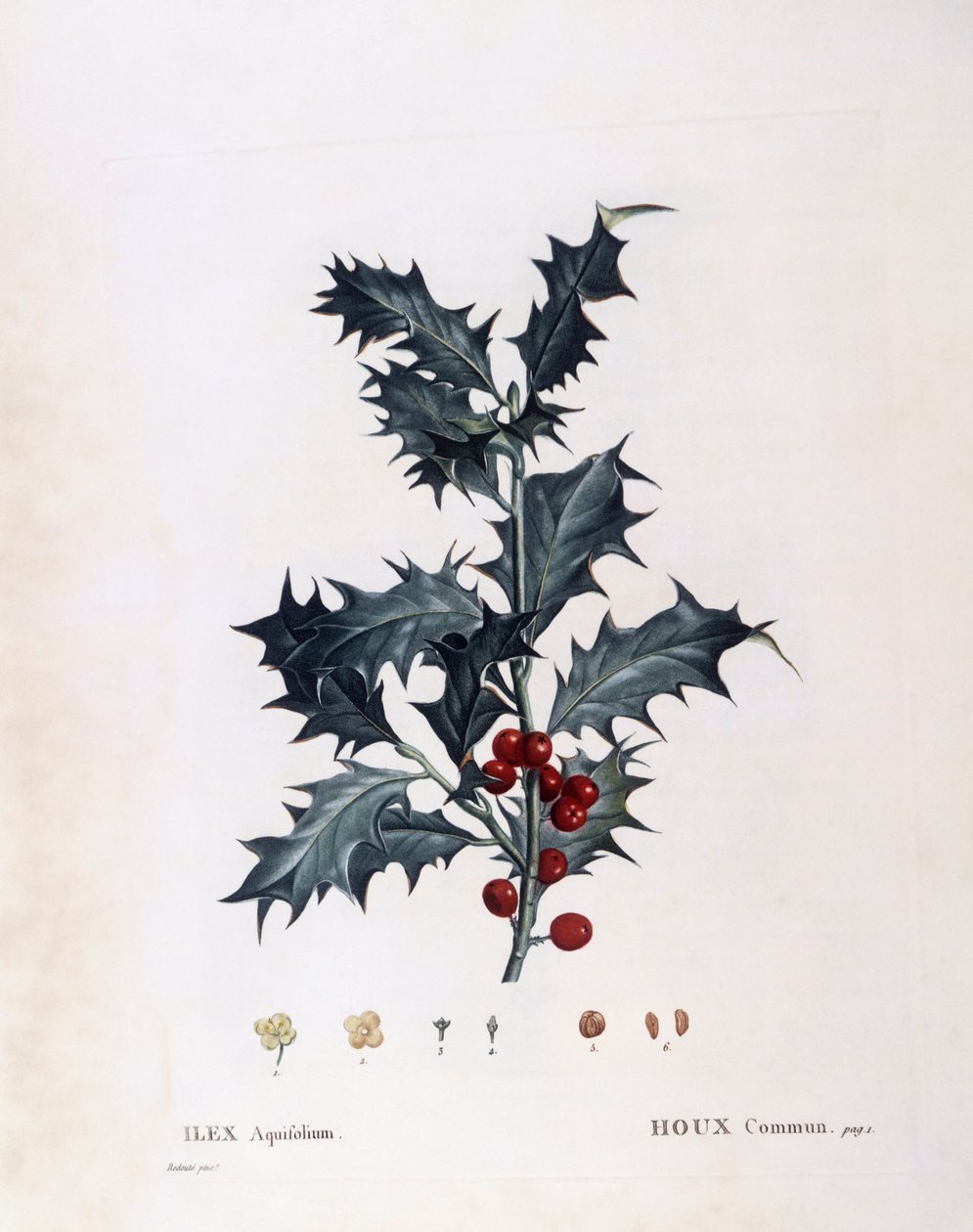 Europæisk kristtorn (Ilex aquifolium), Henry Louis Duhamel du Monceau, botanisk plade af Pierre Joseph Redouté af Pierre Joseph Redouté