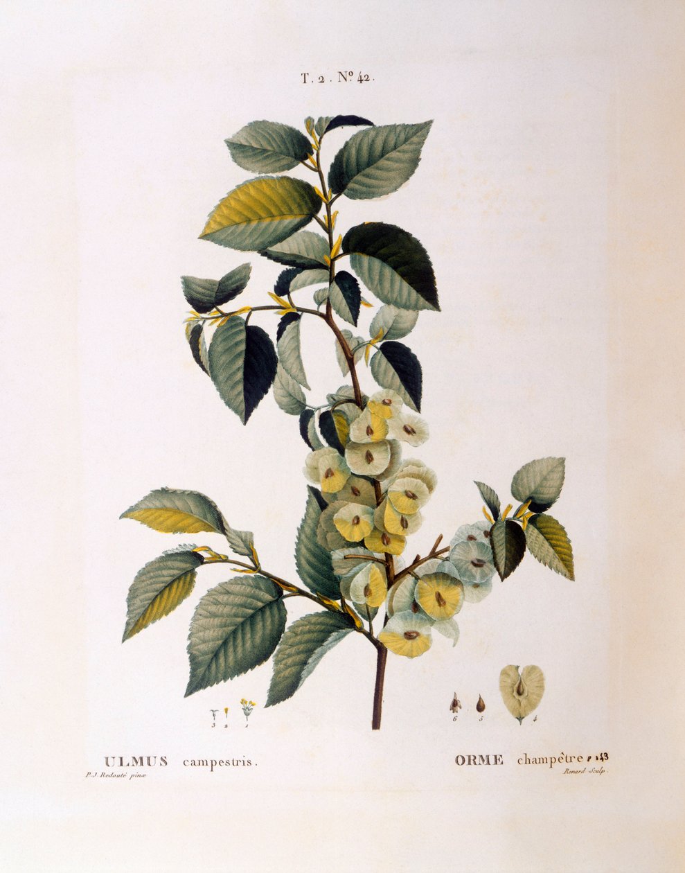 Markelm (Ulmus campestris gold minor), Henry Louis Duhamel du Monceau, botanisk plade af Pierre Joseph Redouté af Pierre Joseph Redouté