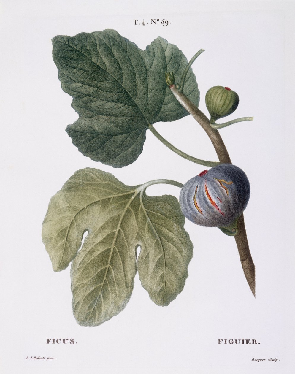 Fig (Ficus), Henry Louis Duhamel du Monceau, botanisk plade af Pierre Joseph Redouté af Pierre Joseph Redouté