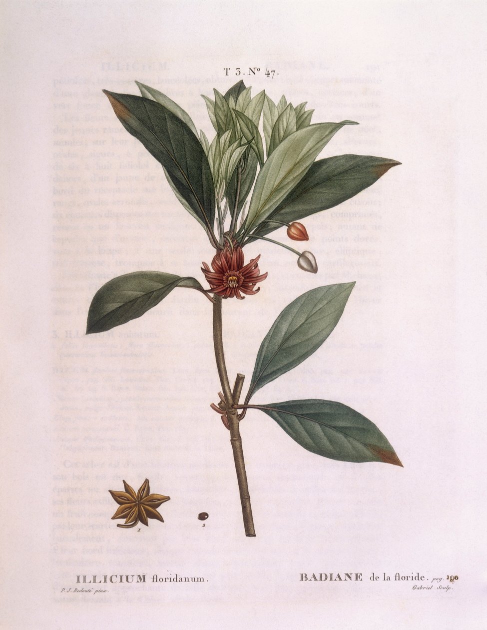 Florida anistræ (Illicium floridanum), Henry Louis Duhamel du Monceau, botanisk plade af Pierre Joseph Redouté af Pierre Joseph Redouté