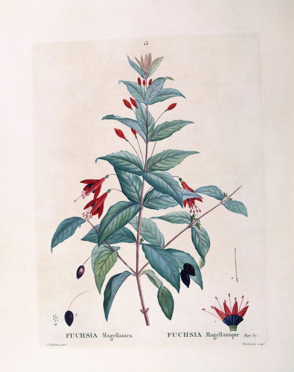 Fuchsia (Fuchsia magellanica), Henry Louis Duhamel du Monceau, botanisk plade af Pierre Joseph Redouté af Pierre Joseph Redouté