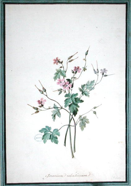 Geranium Robertianum (akvarel) af Pierre Joseph Redouté
