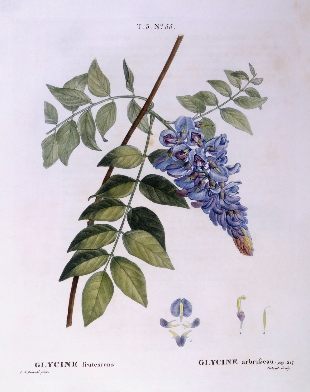 Wisteria (Glycine frutescens), Henry Louis Duhamel du Monceau, botanisk plade af Pierre Joseph Redouté af Pierre Joseph Redouté