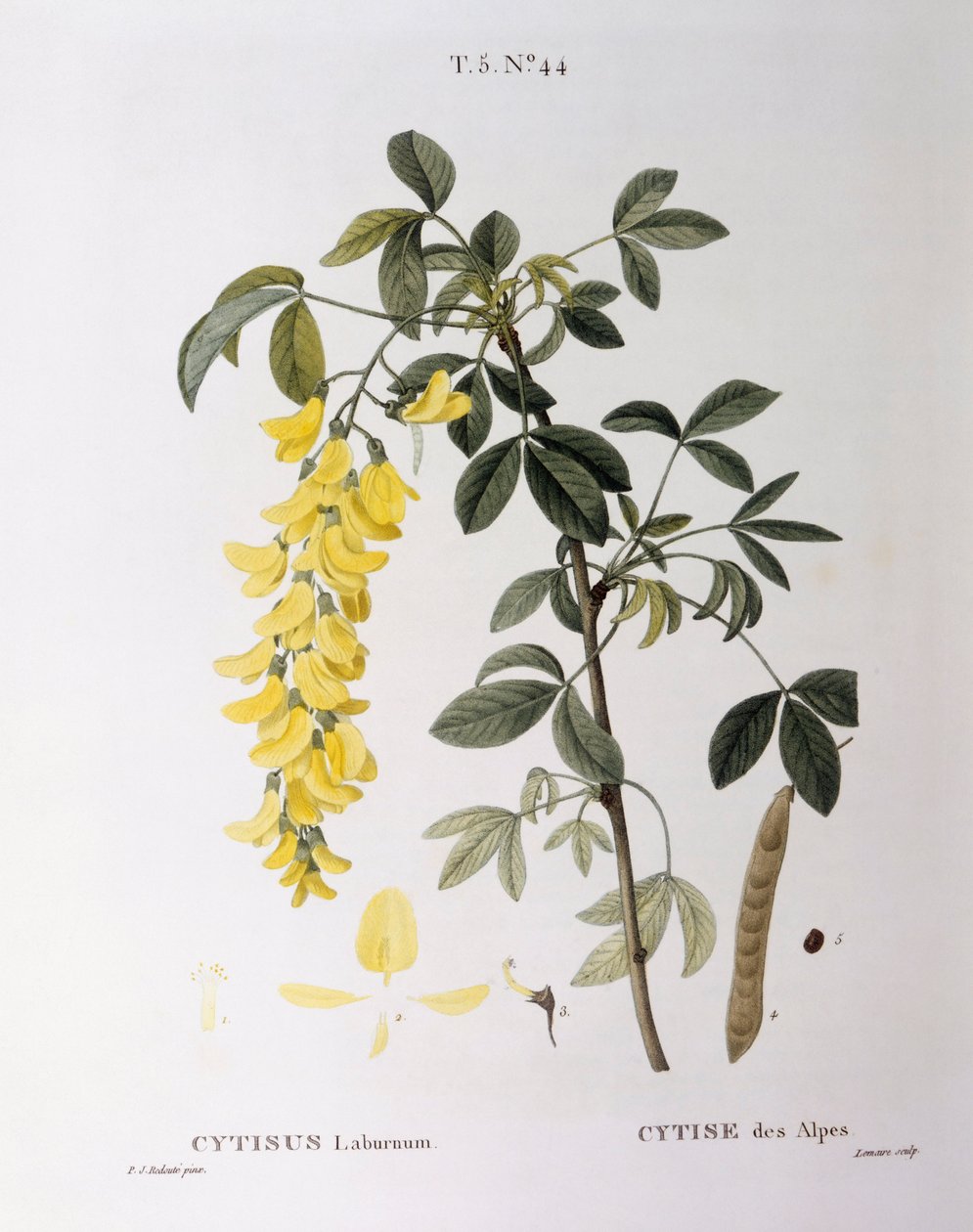 Gylden kæde (Cytisus laburnum), Henry Louis Duhamel du Monceau, botanisk plade af Pierre Joseph Redouté af Pierre Joseph Redouté