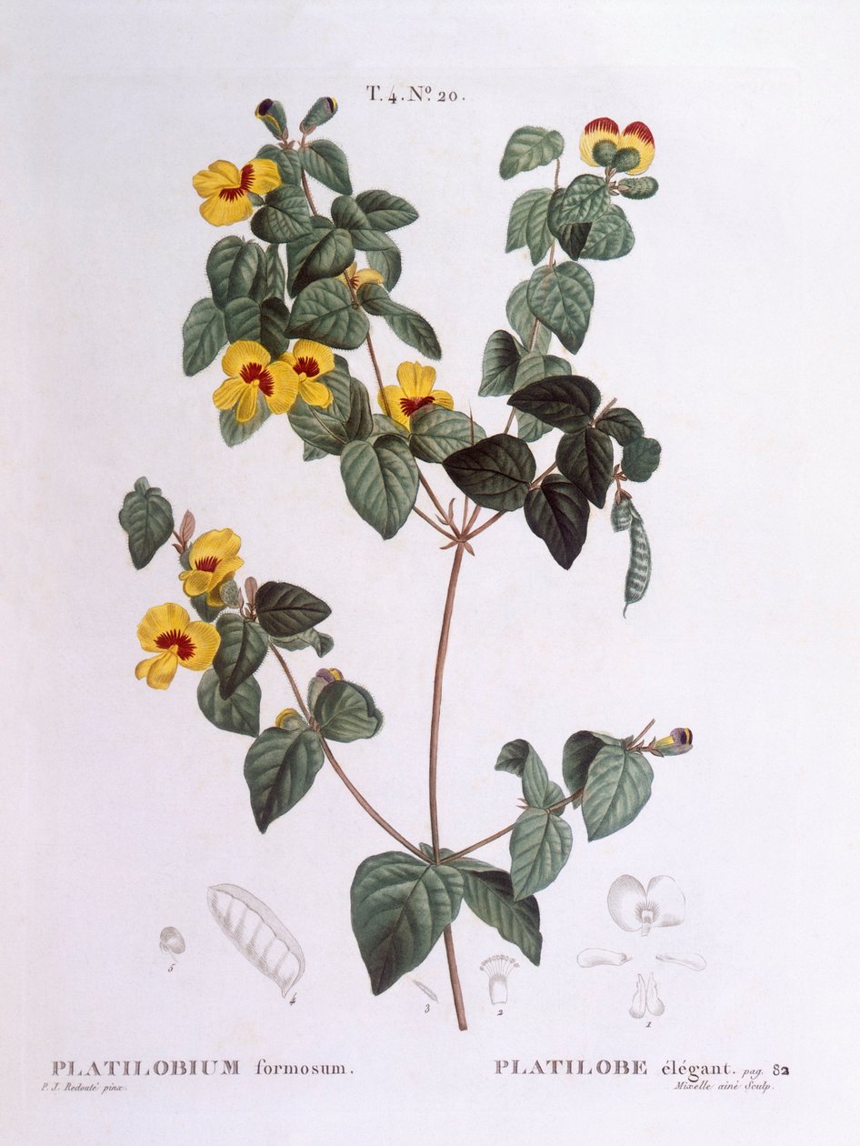 Smuk fladært (Platylobium formosum), Henry Louis Duhamel du Monceau, botanisk plade af Pierre Joseph Redouté af Pierre Joseph Redouté