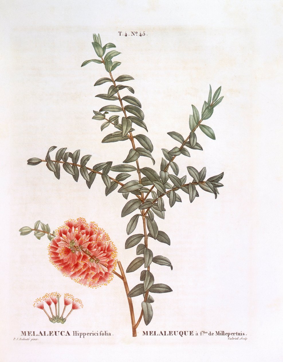 Bakkebusk (Melaleuca hypericifolia), Henry Louis Duhamel du Monceau, botanisk plade af Pierre Joseph Redouté af Pierre Joseph Redouté