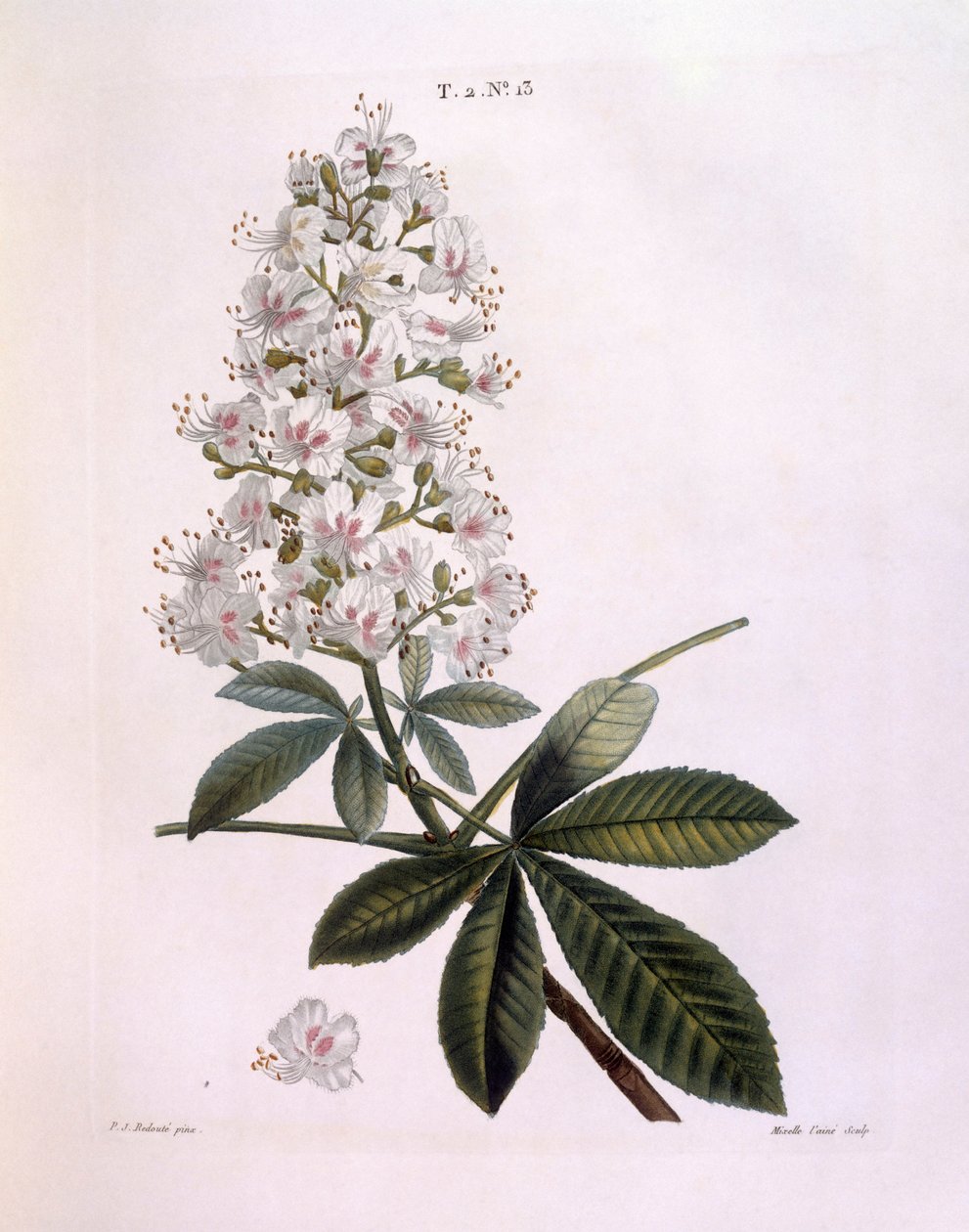 Hestekastanje eller konkertræ (Aesculus hippocastanum), Henry Louis Duhamel du Monceau, botanisk plade af Pierre Joseph Redouté af Pierre Joseph Redouté